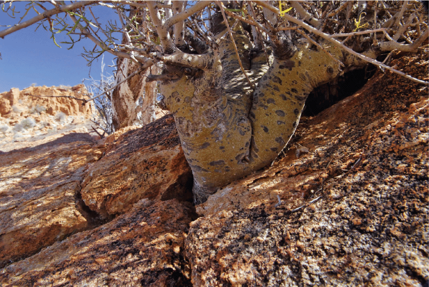Commiphora gracilifrondosa a spectacular species from South
