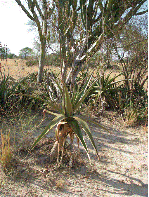 Two New Aloe Species From Uganda