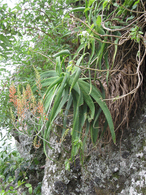 き*こ様 Aloe wanalensis Uganda Two New Aloe Species From Uganda