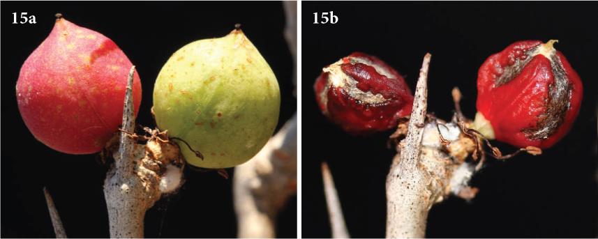 Commiphora: An Introduction to the Genus