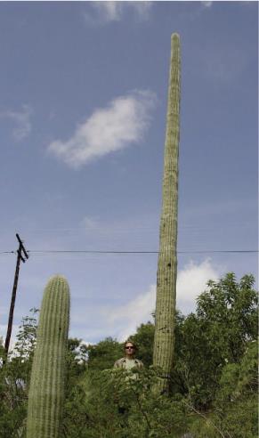 On The Trail Of Oaxaca S Great Cacti