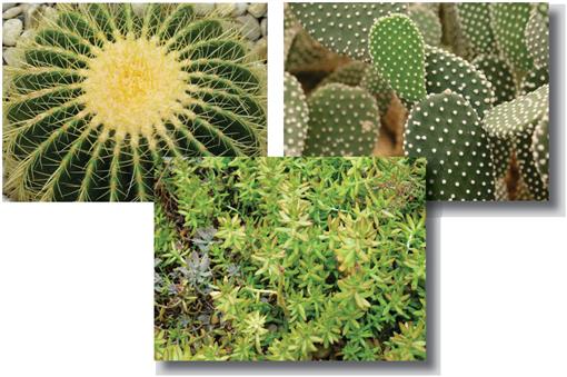 Cactus Cordelaria