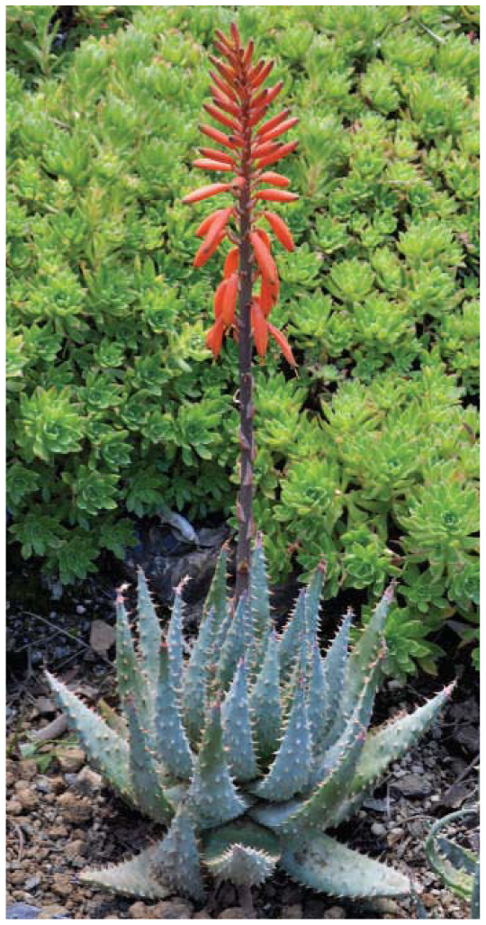 Aloe Humilis Hybrids The Spiny Dwarf Series 4559