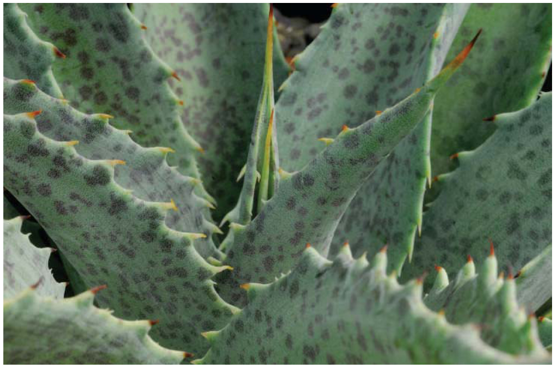 Succulent Cultivars and Hybrids —An Introduction