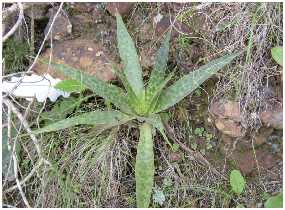 Two New Species of Ledebouria from South Africa