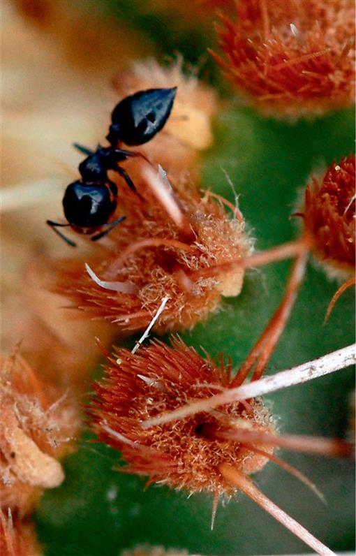 Extrafloral Nectaries In Cacti