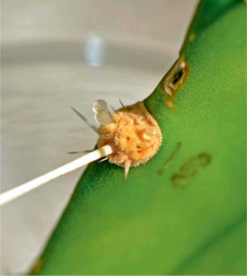 Extrafloral Nectaries In Cacti