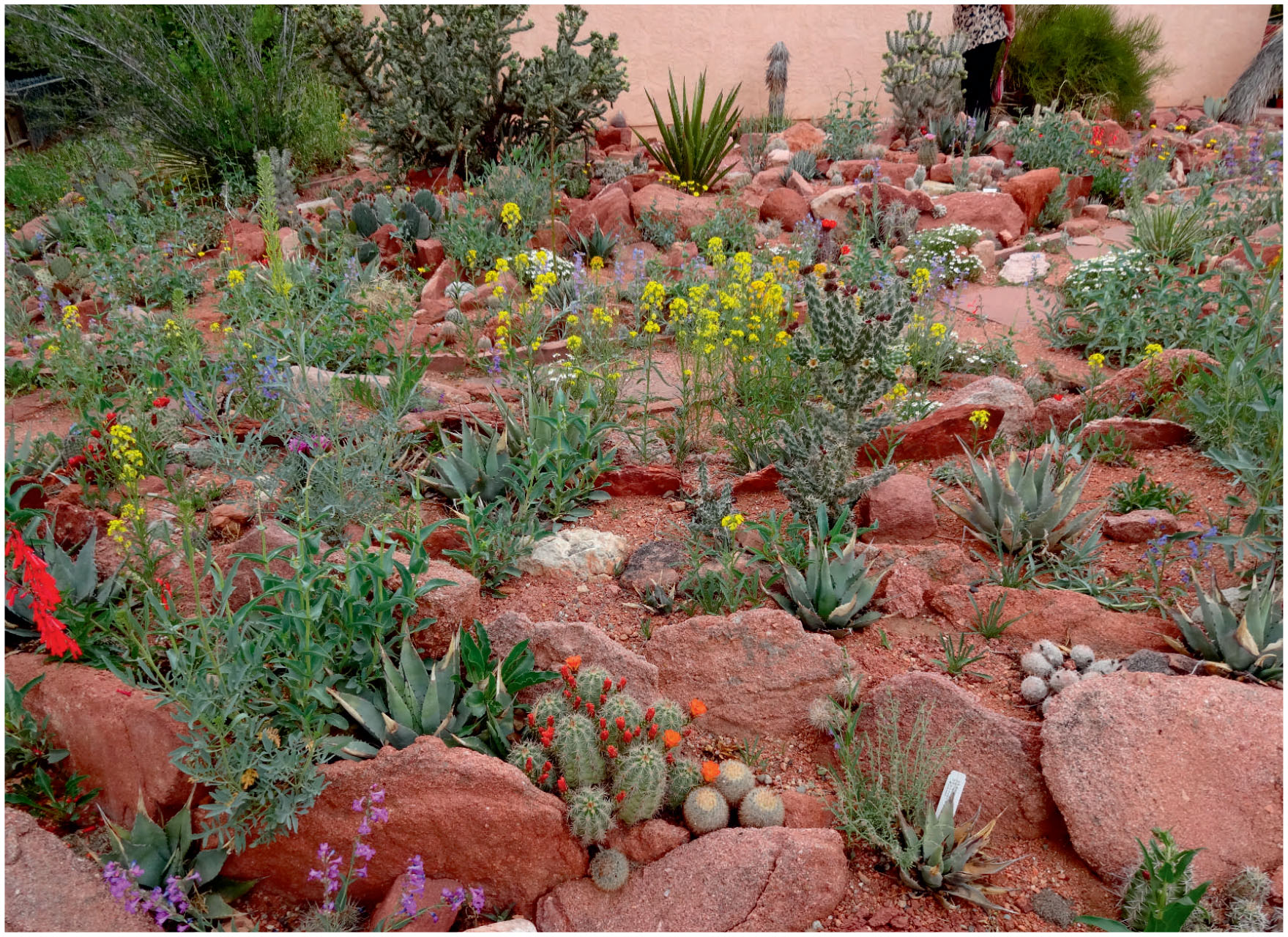 Pushing The Limits Landscaping With Cacti And Succulents In Cold Climates