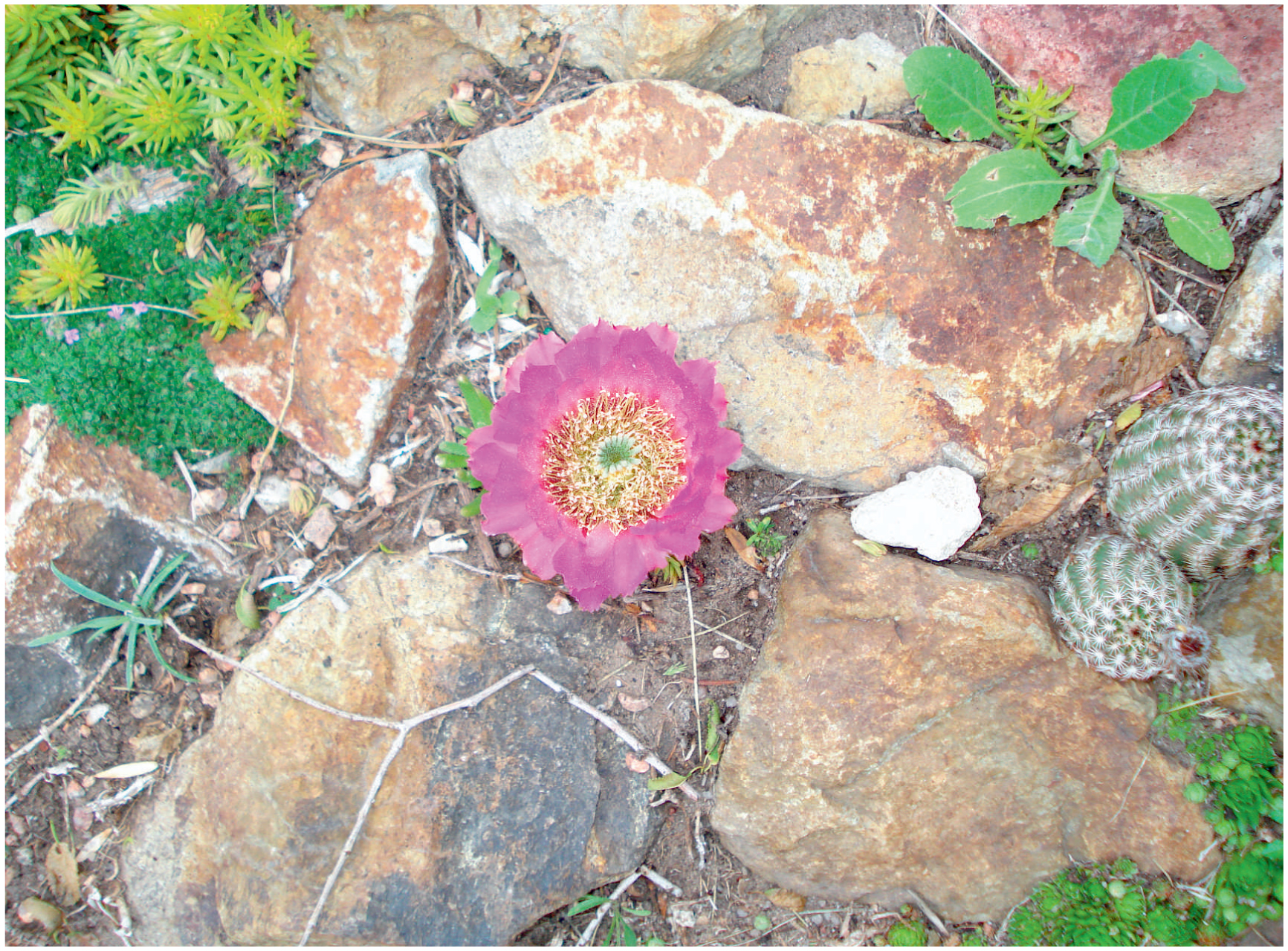 Pushing The Limits With Cacti And Succulents In Cold Climates 22