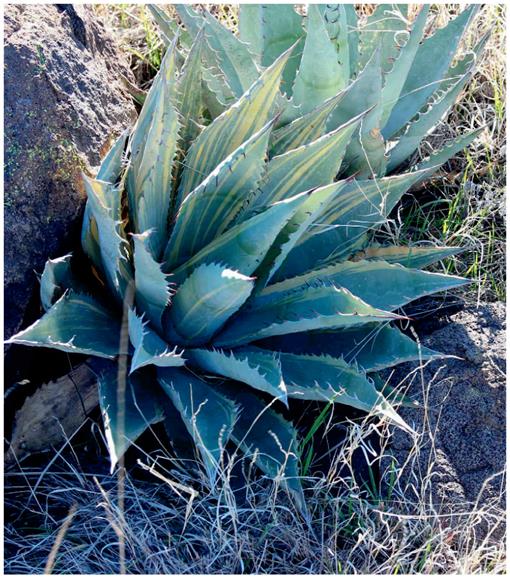 Agaves of Arizona