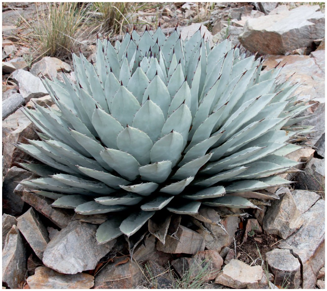 Agaves of Arizona