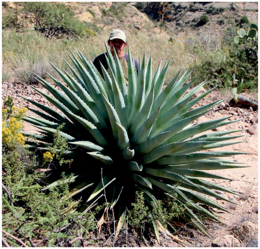 Agaves of Arizona