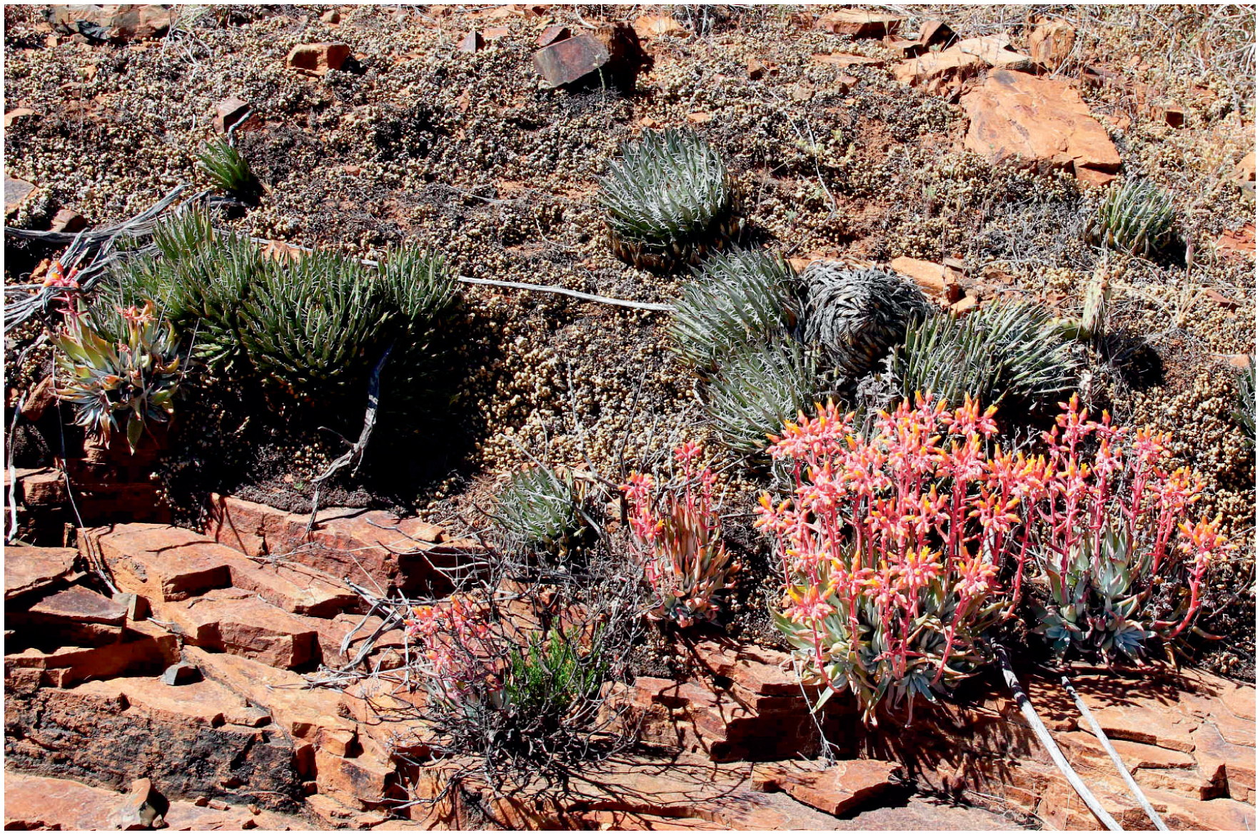 Agaves Of Arizona