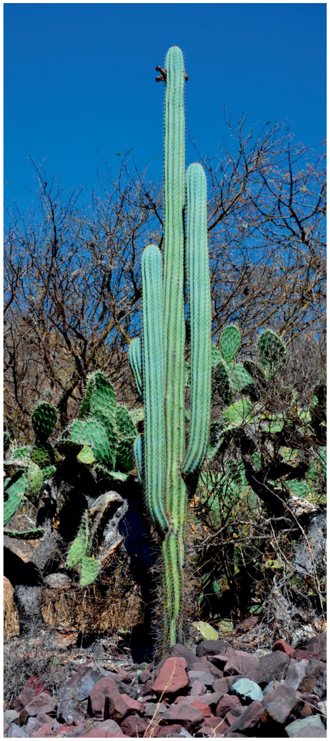 Cacti Of Northwestern Peru The Cssa Field Trip Of August 2016 Part Iii