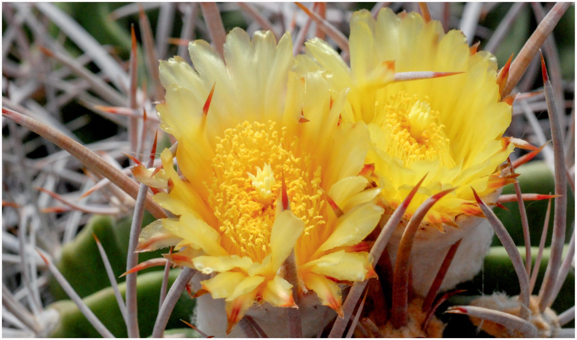 Echinocactus polycephalus in the Anza Borrego Desert State ...