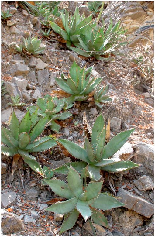 Agave oteroi (Asparagaceae/Agavoideae) a New Species from North