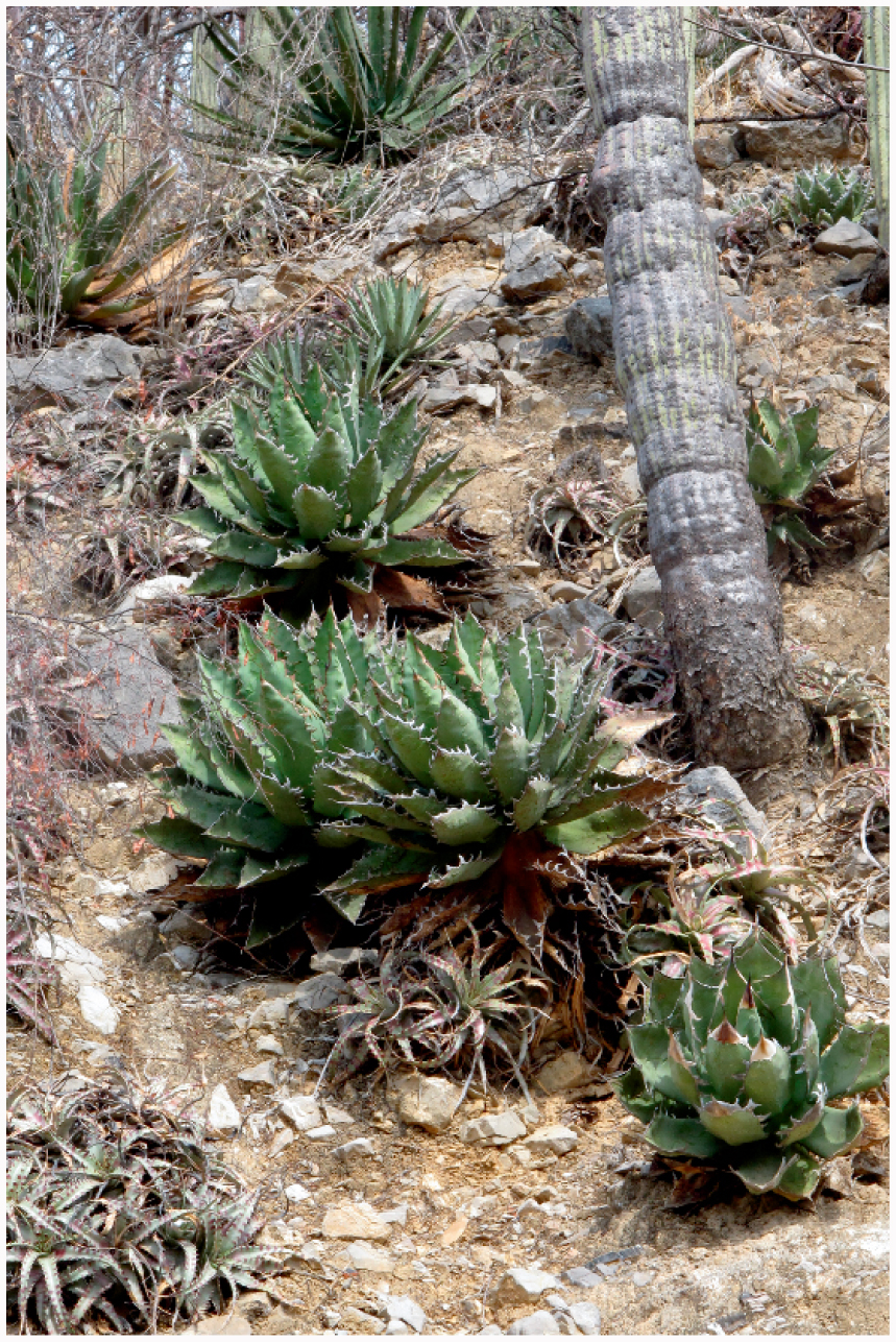 再再再..販 AGAVE OTEROI Oaxaca現地球株-4 | alamiah.edu.sa