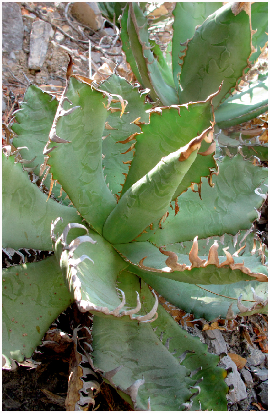 Agave oteroi (Asparagaceae/Agavoideae) a New Species from North