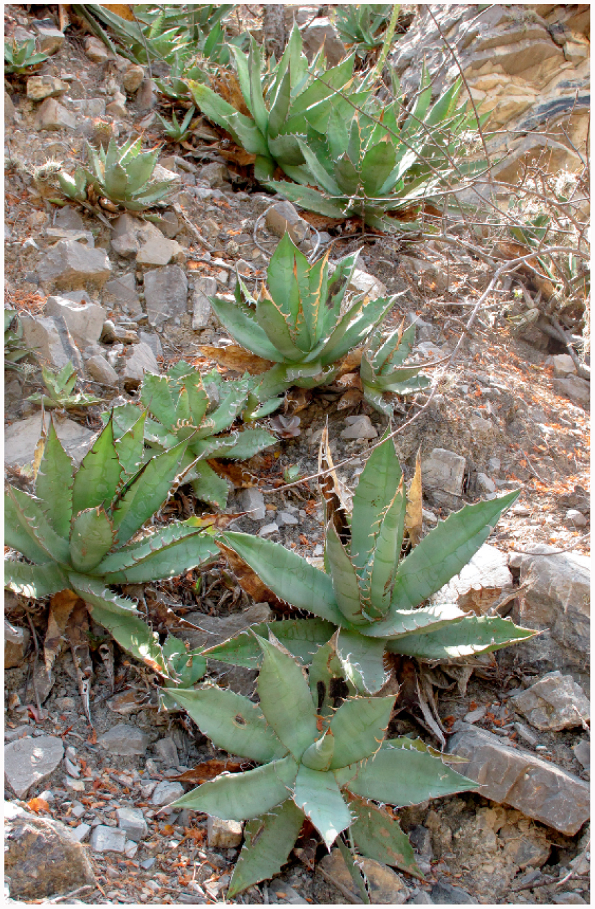 Agave oteroi (Asparagaceae/Agavoideae) a New Species from