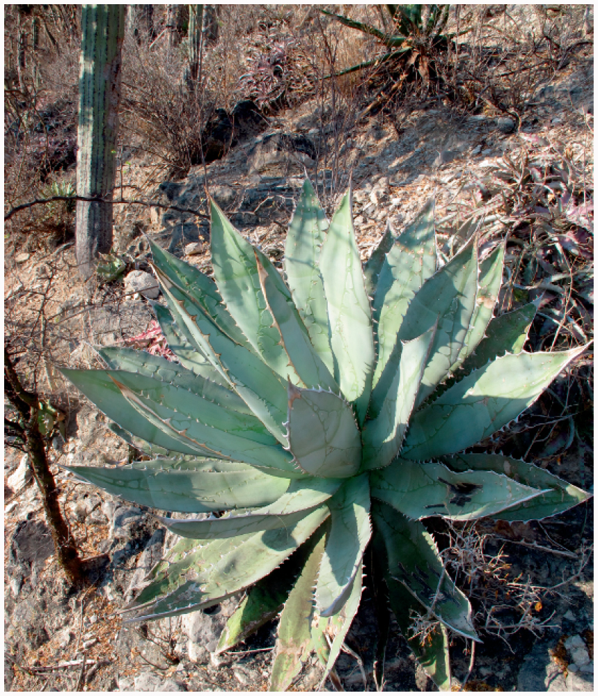 Agave oteroi (Asparagaceae/Agavoideae) a New Species from North-Central  Oaxaca, Mexico