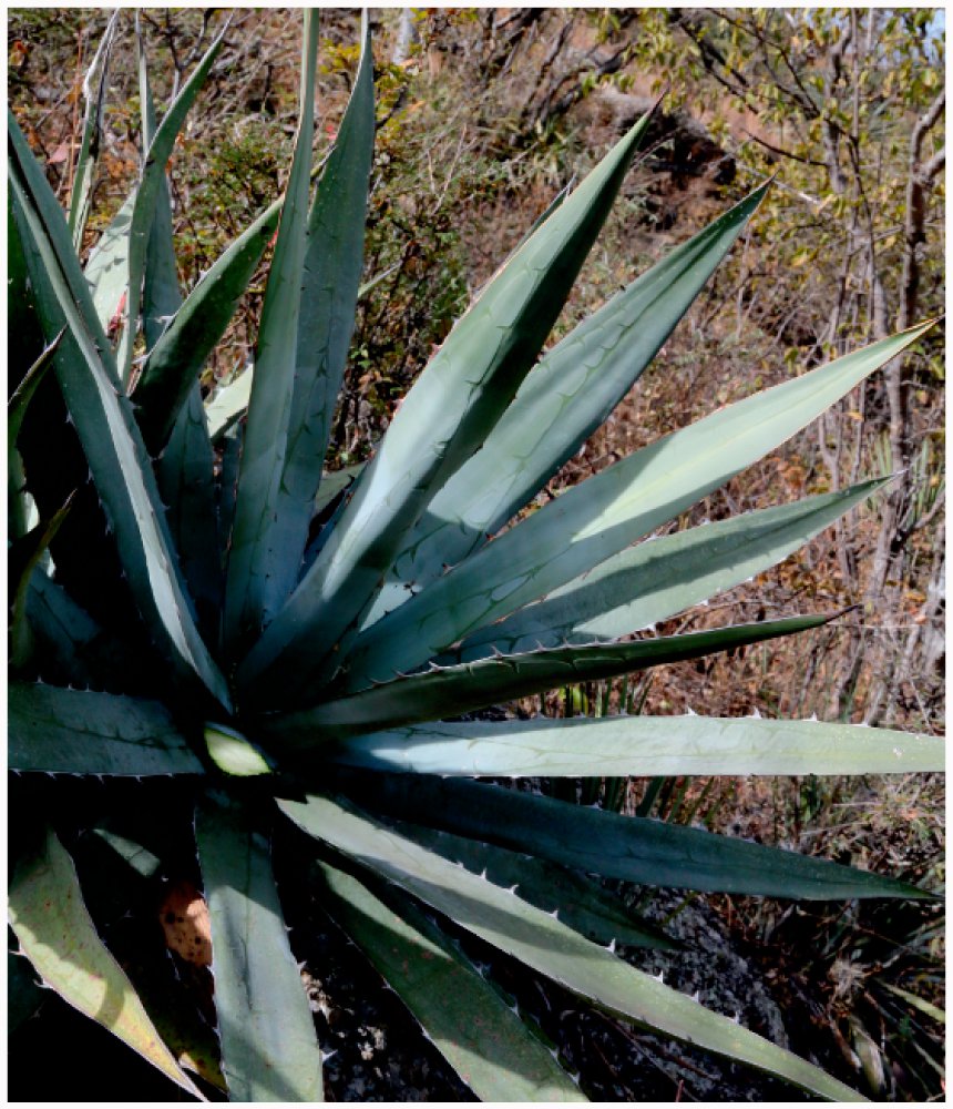 Agave oteroi (Asparagaceae/Agavoideae) a New Species from North