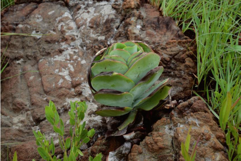 Some Succulents of South Africa's Northeast Corners