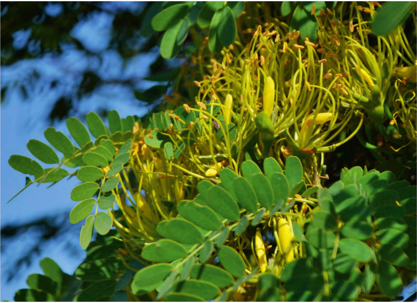 Pachycaul Delonix Species in Southwest Madagascar