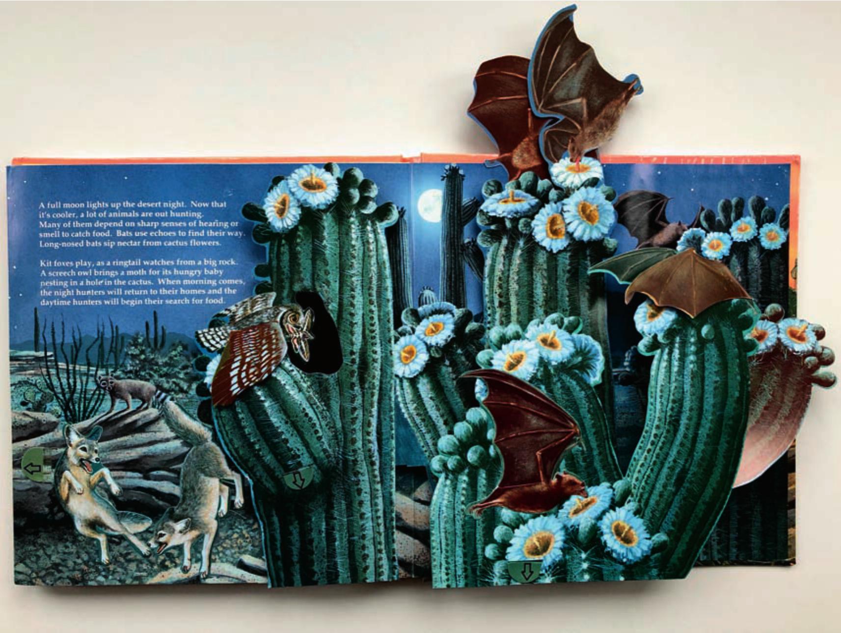 Cactus Succulent Books For Children