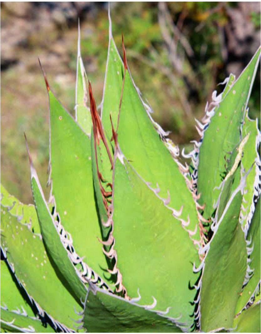 AGAVE OTEROI Oaxaca現地球株 薄中斑入り-