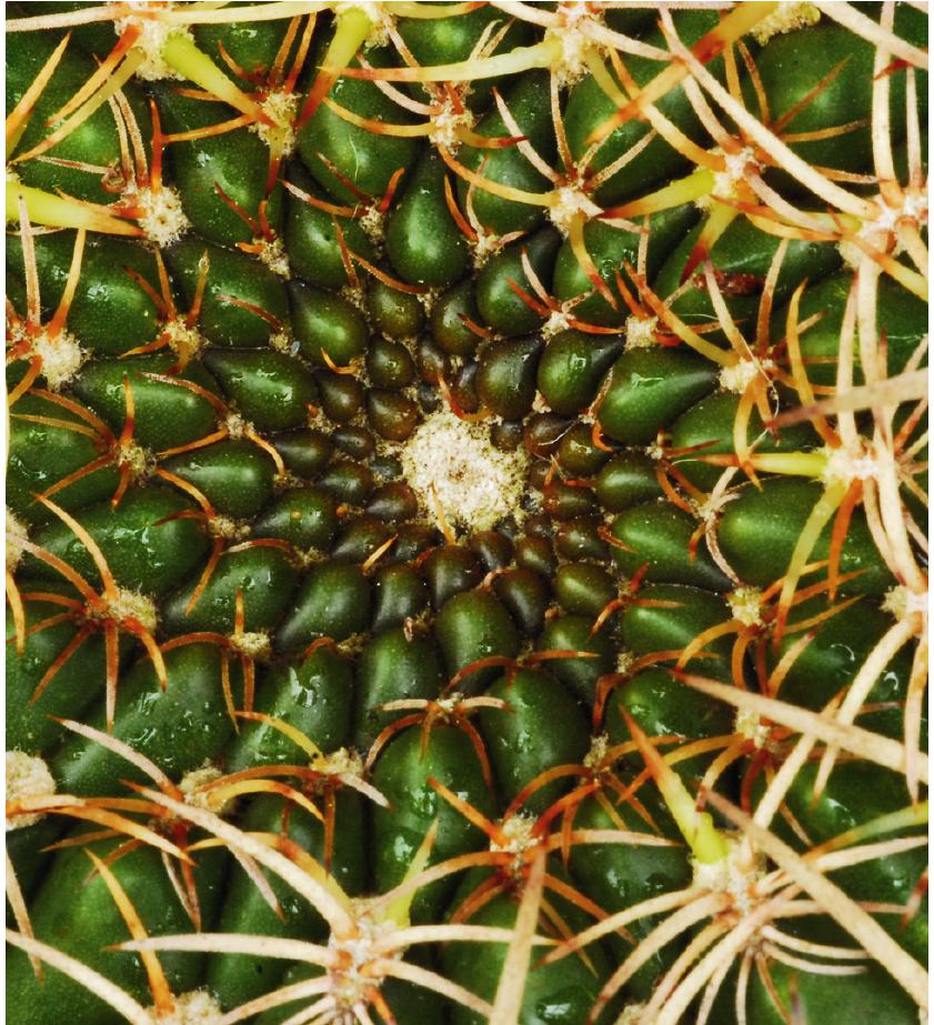 Crown of Thorns 'Crimson Splash' (Euphorbia milii hybrid)