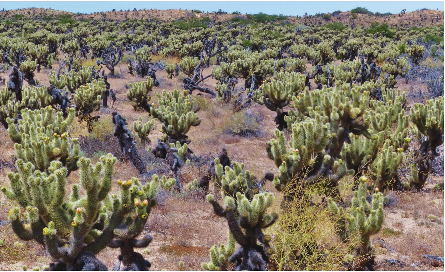 Myths of the Deadly Flying Cactus and the Great Wall of Cholla