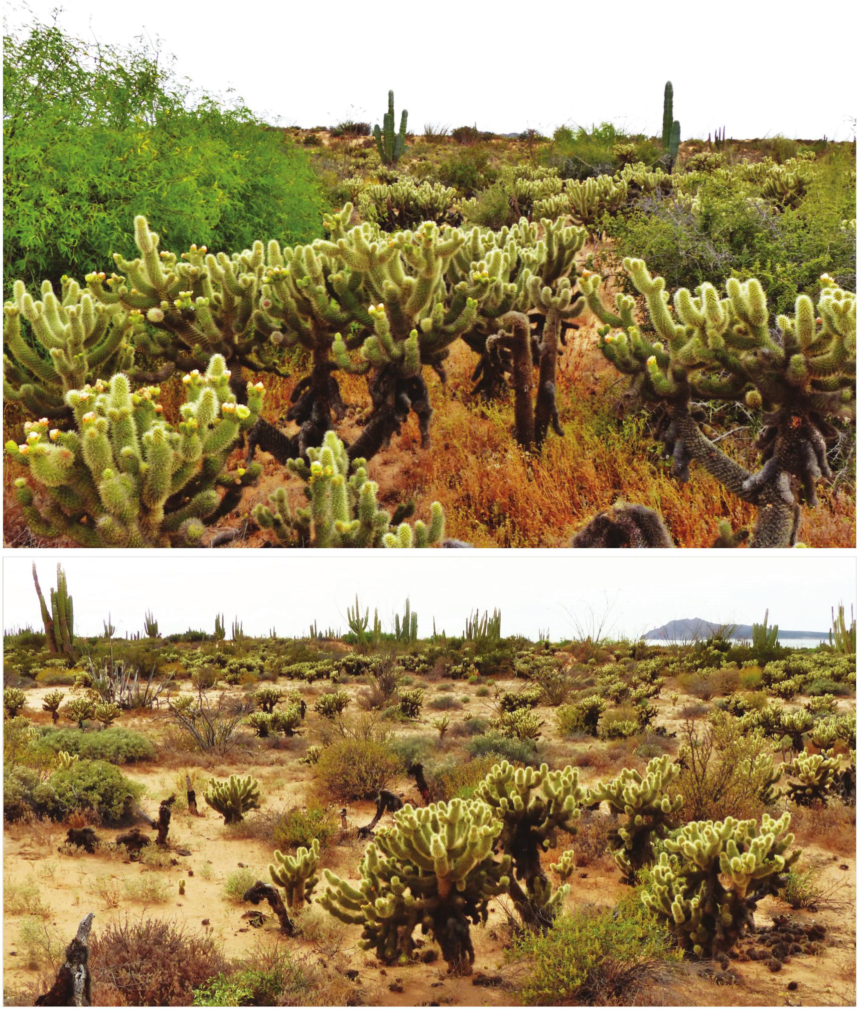 Myths of the Deadly Flying Cactus and the Great Wall of Cholla picture