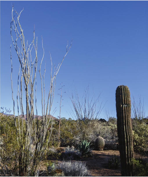 Green cactus, Cactaceae Saguaro Drawing, Arizona Cowboy s, hand, plant Stem  png