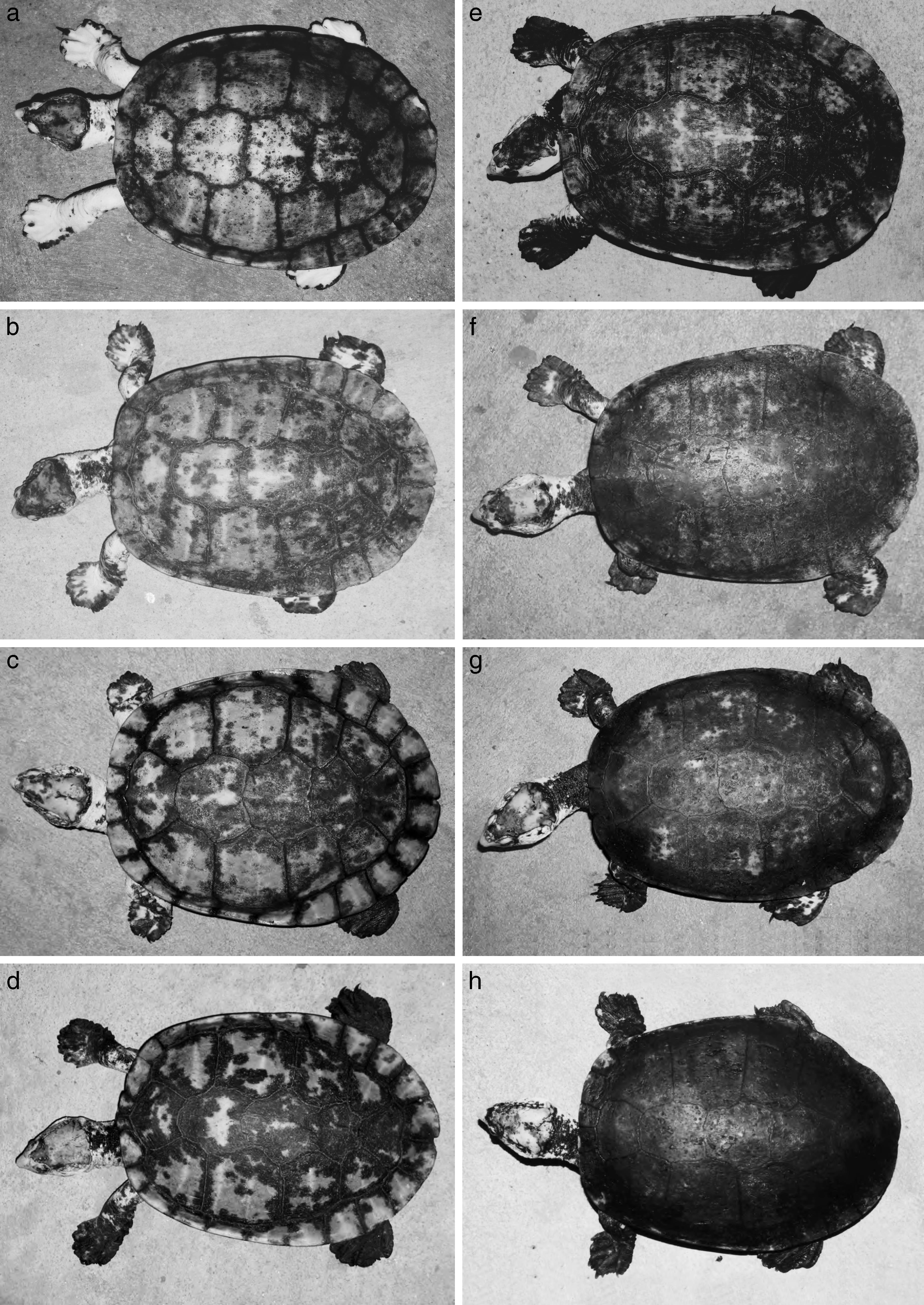 Hypomelanism In Irwin's Turtle, Elseya Irwini, From The Johnstone River 