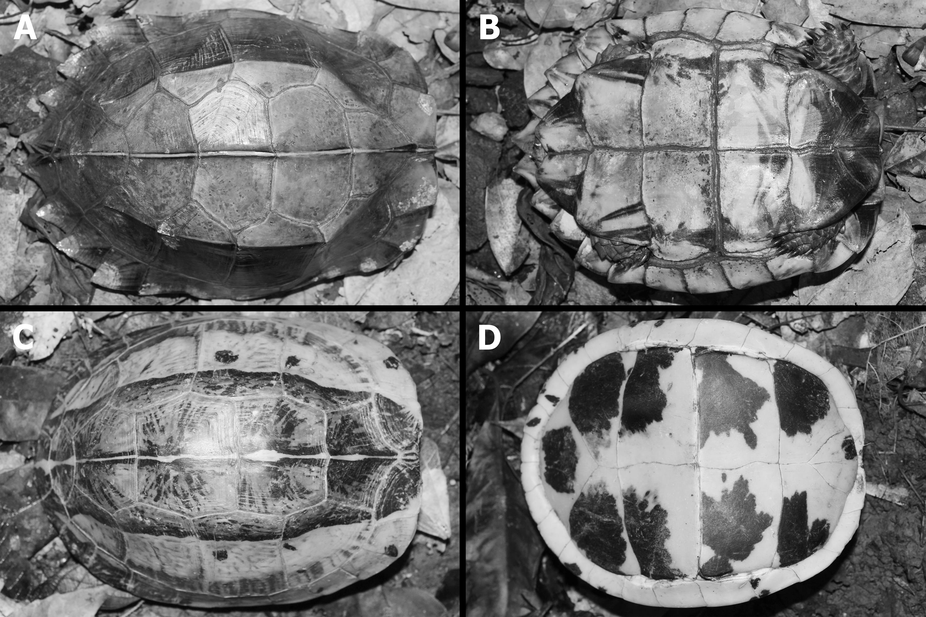 Occurrence of the Endangered Keeled Box Turtle, Cuora mouhotii, in ...