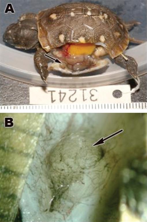 Comparative Histology, Histochemistry, and Ultrastructure of Rathke's ...