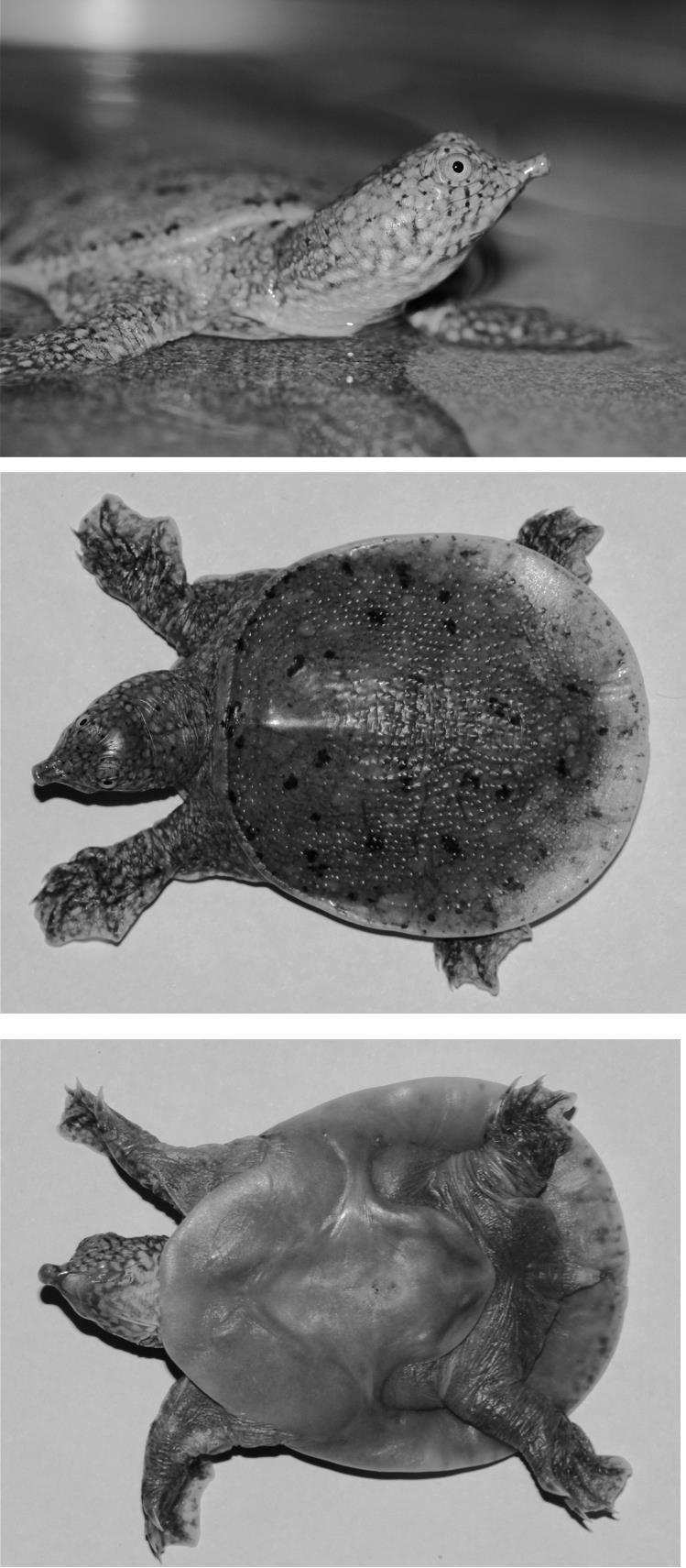 Notes on a Nest and Emergence of Hatchlings of the Euphrates Softshell ...