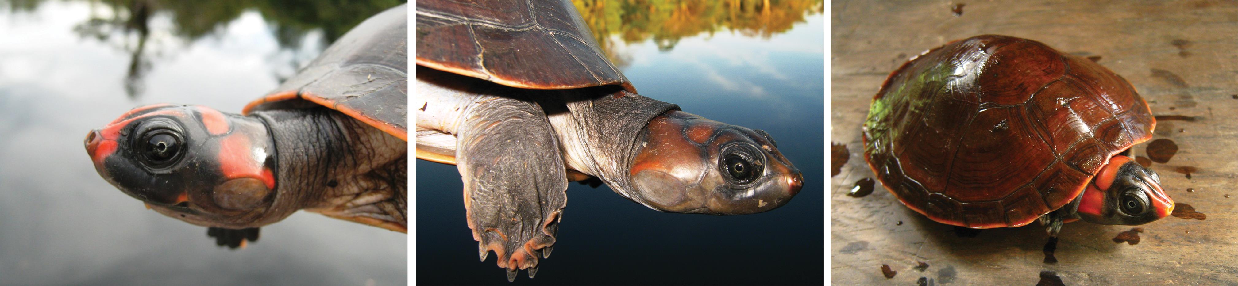 Abundance and Population Structure of Podocnemis erythrocephala ...