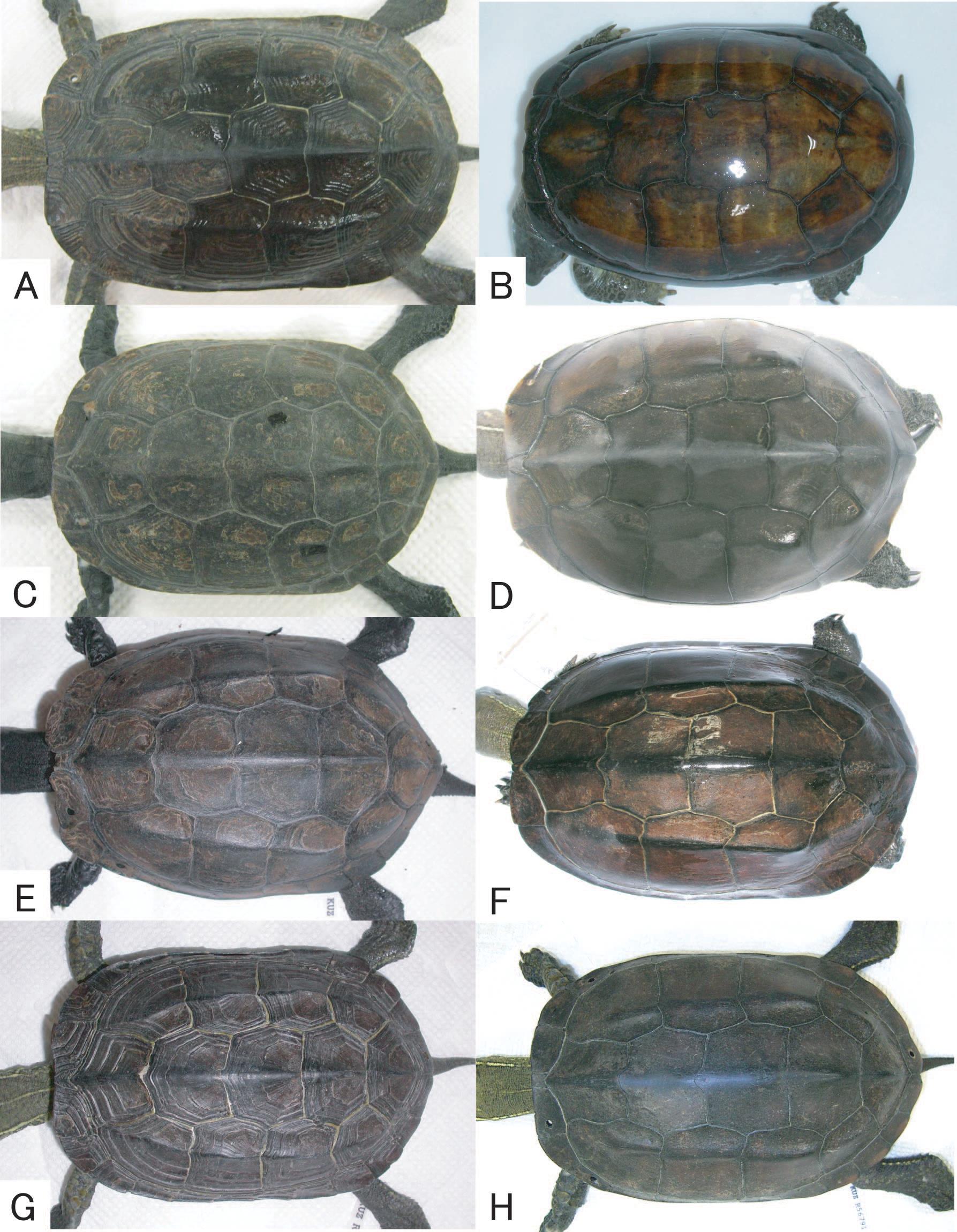 Genetic and Morphological Assessments of Hybridization Between Two Non ...