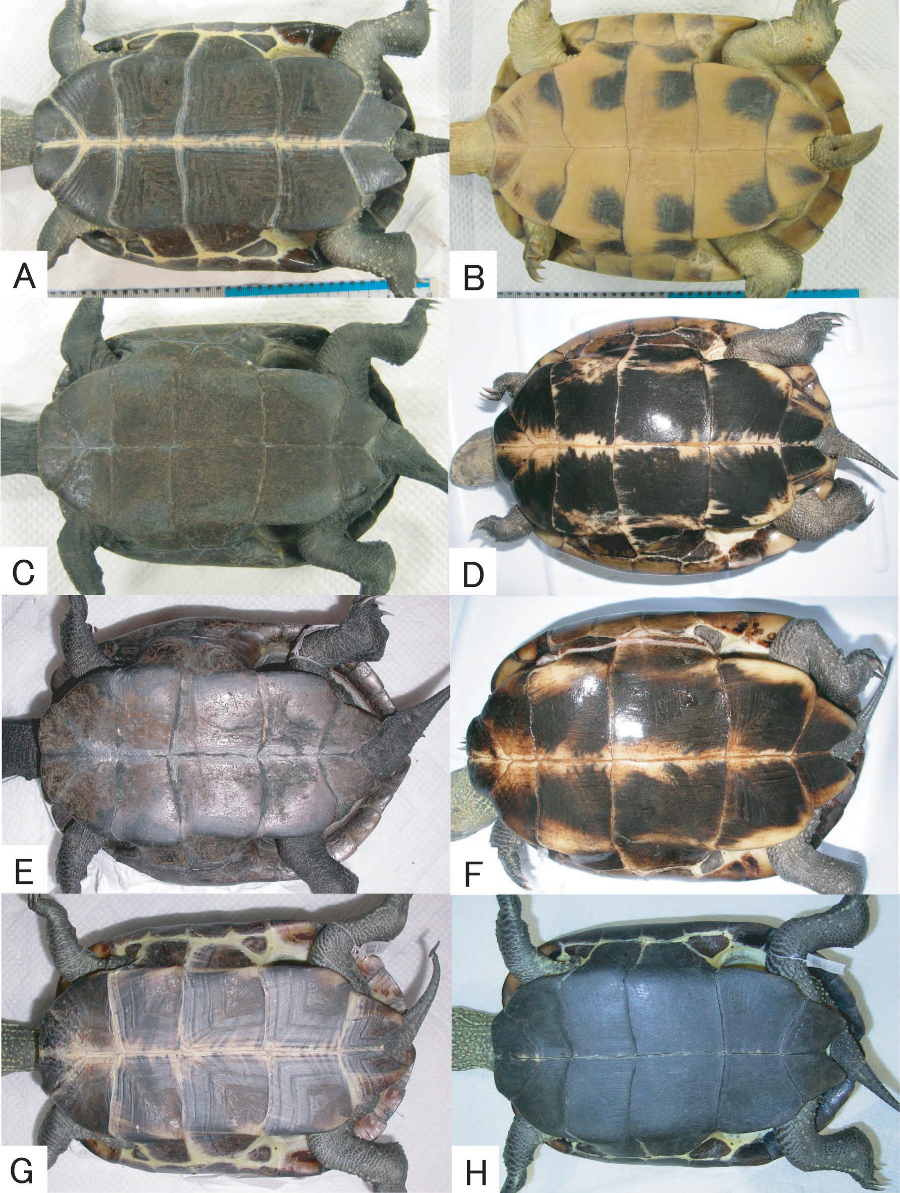 Genetic and Morphological Assessments of Hybridization Between Two Non ...