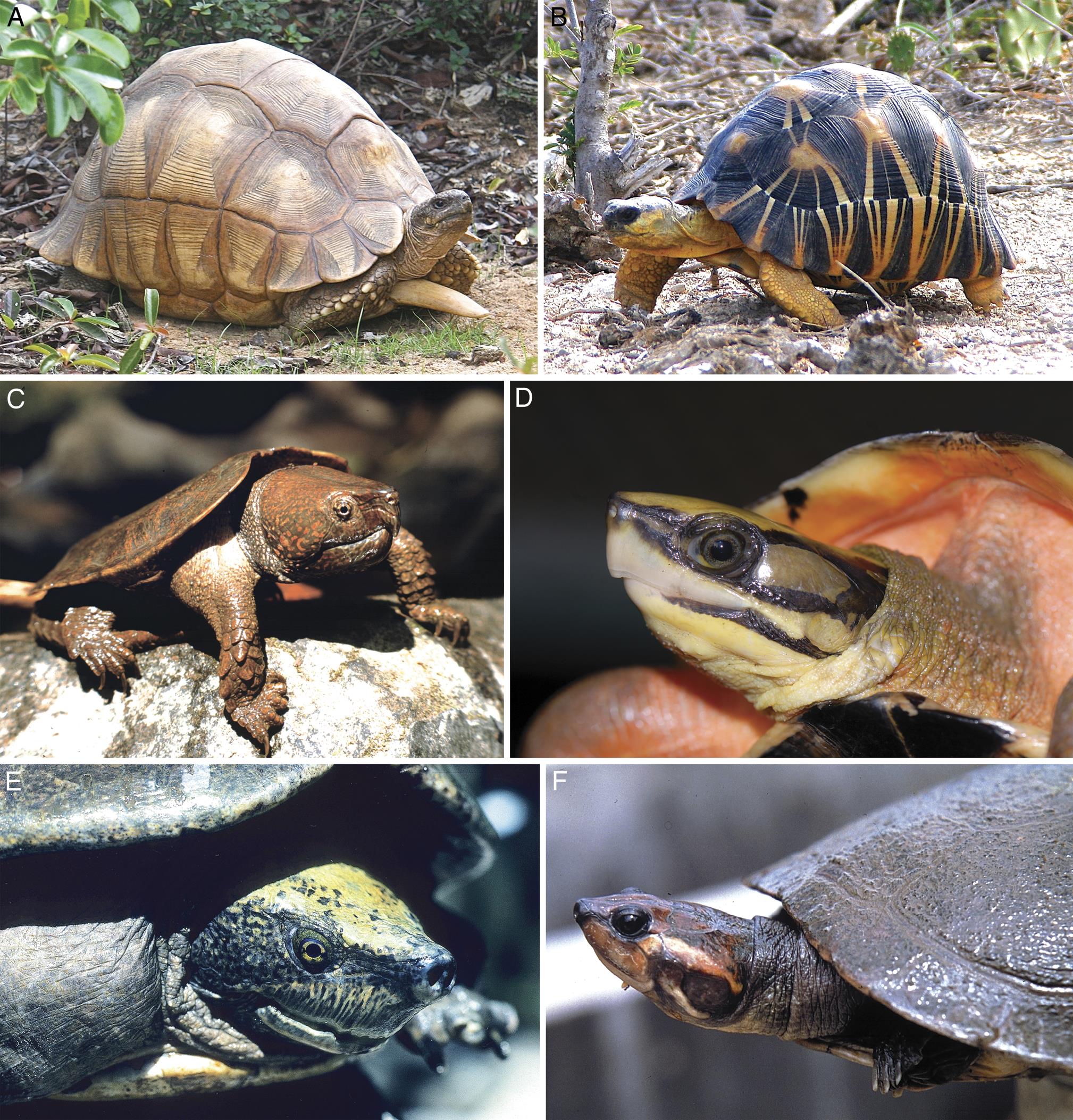 Turtle Hotspots: An Analysis of the Occurrence of Tortoises and ...