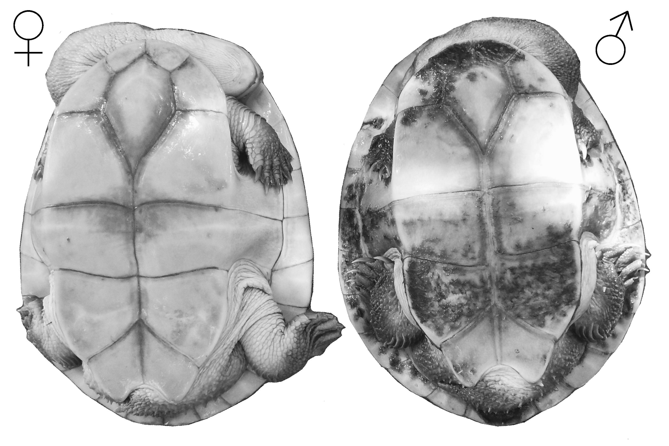 Notes on Chelodina mccordi timorensis Biology, Harvest, Current Threats ...