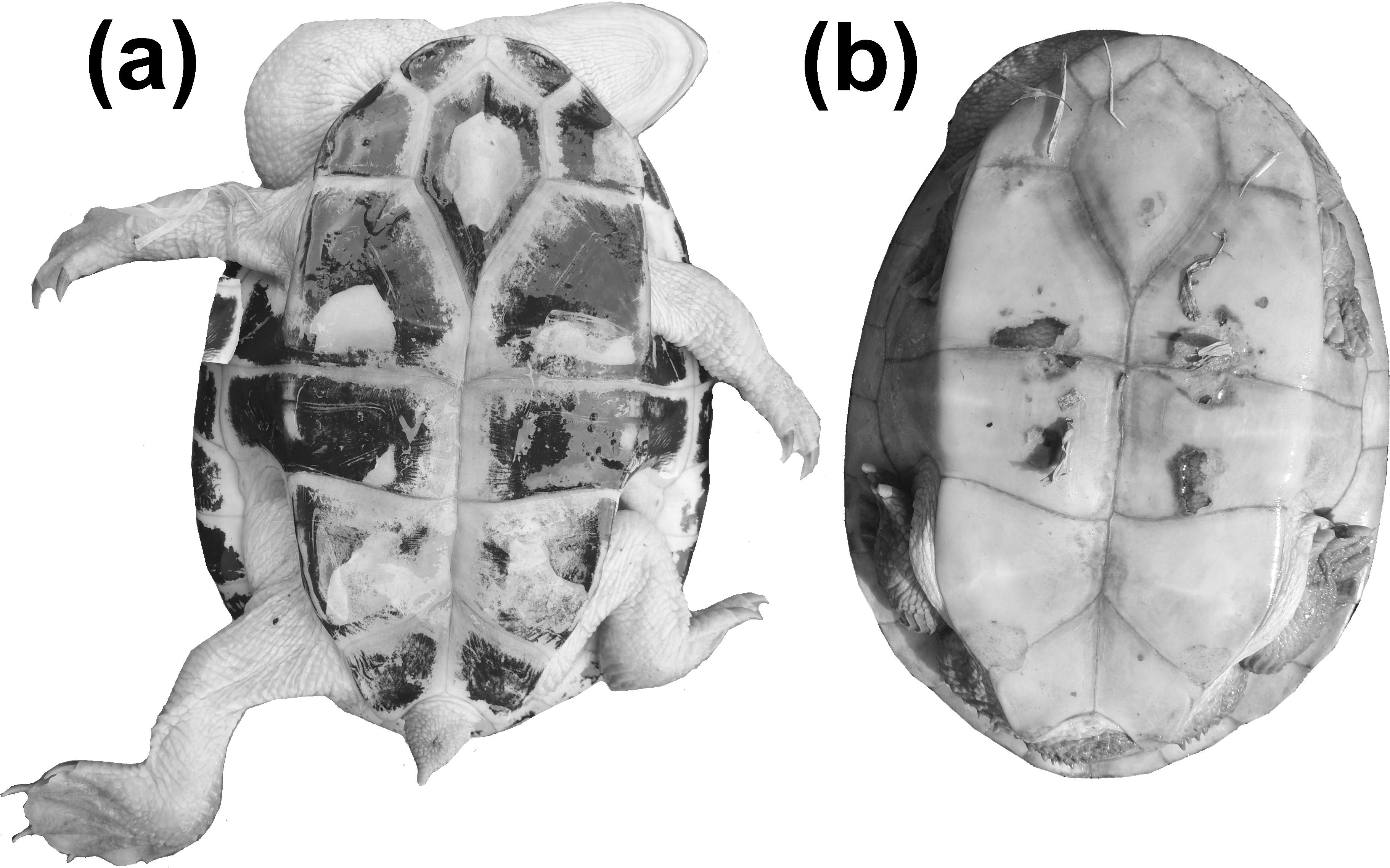 Notes on Chelodina mccordi timorensis Biology, Harvest, Current Threats ...