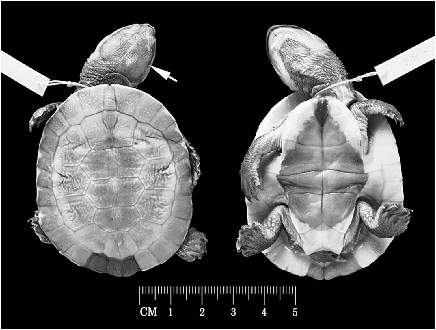 Reproductive Biology and Hatchling Morphology of the Amazon Toad-headed ...