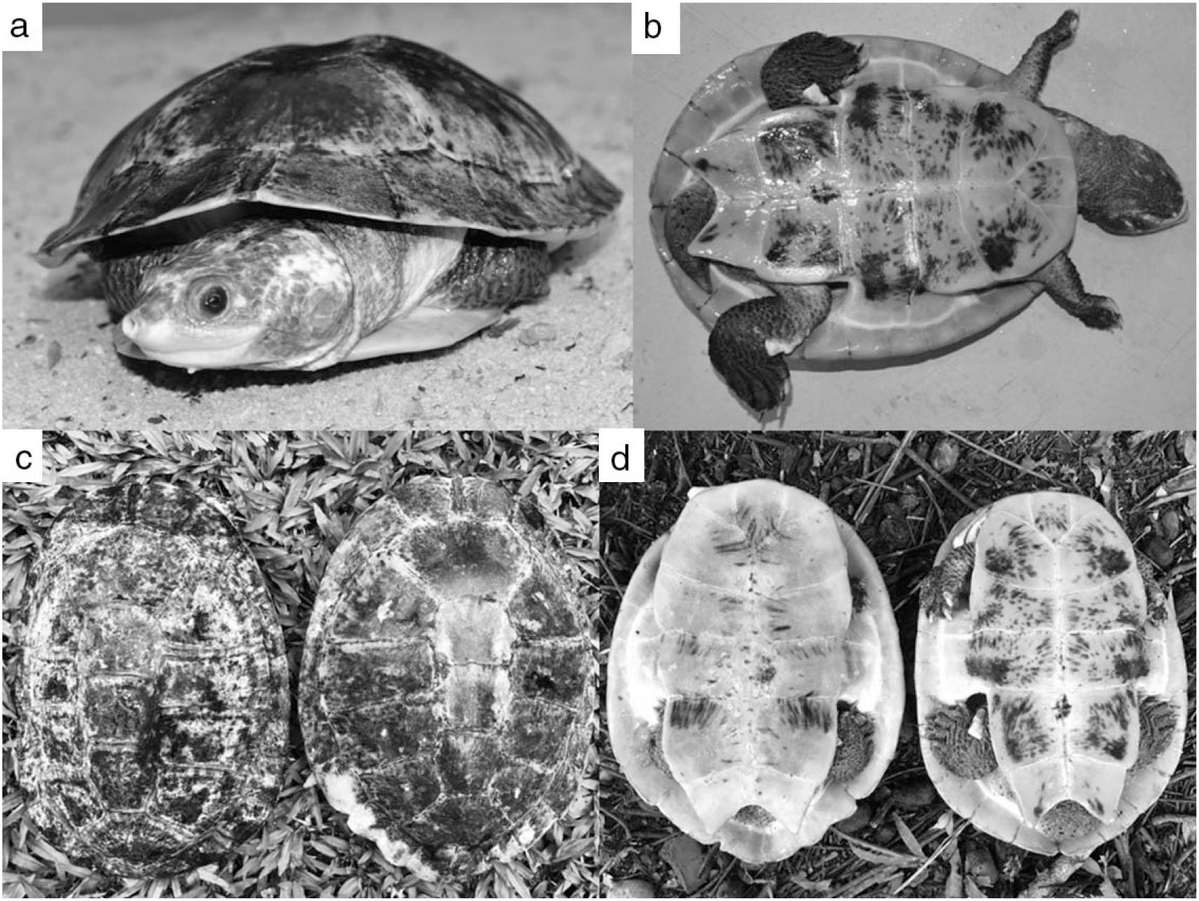 Reproductive Biology and Hatchling Morphology of the Amazon Toad-headed ...