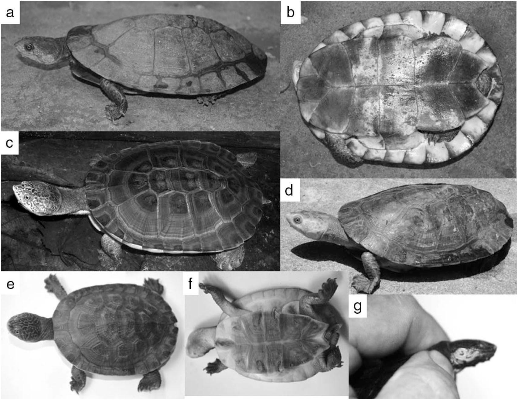 Reproductive Biology and Hatchling Morphology of the Amazon Toad-headed ...