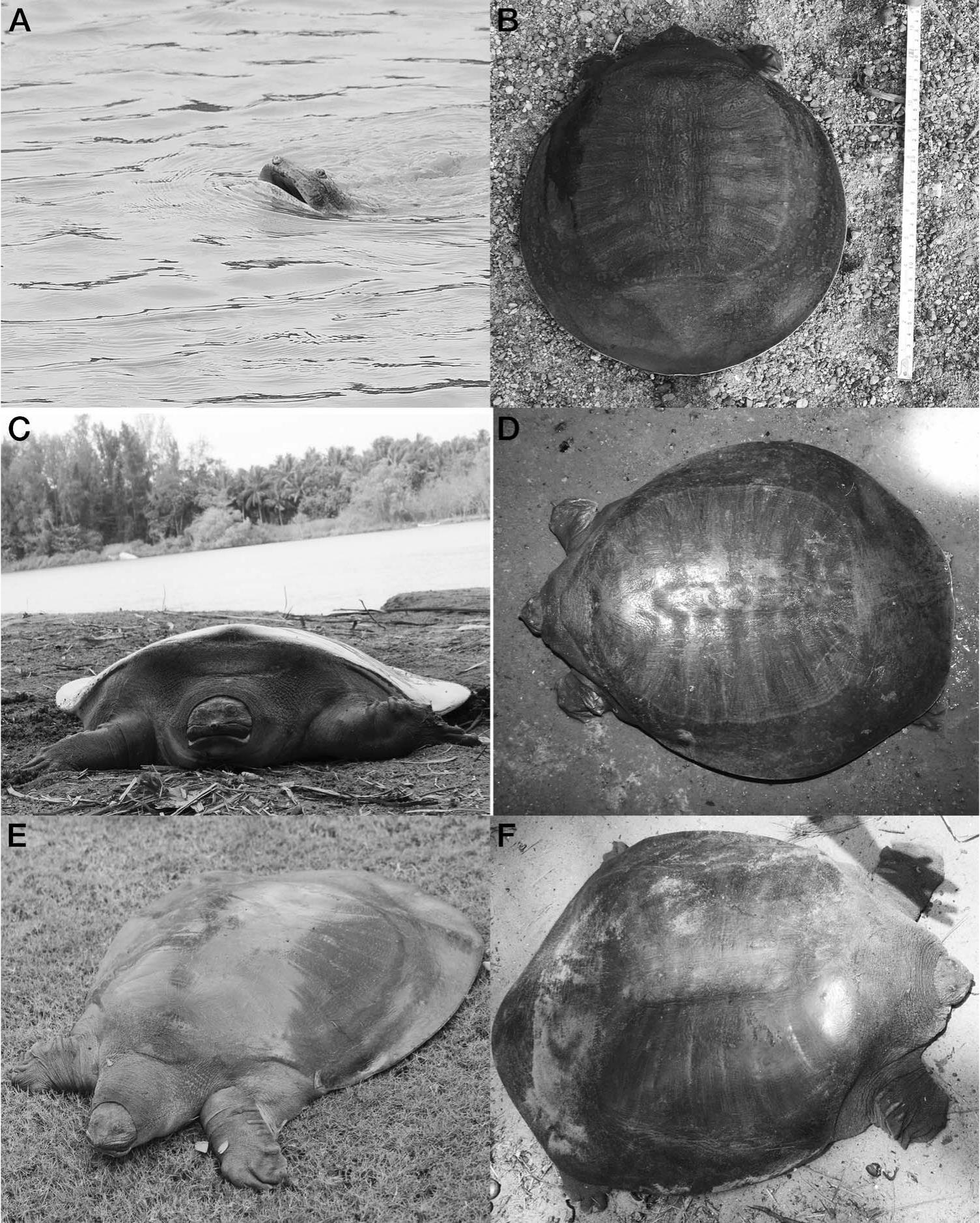 A Review Of Distribution Of Cantors Giant Softshell Turtle In India 