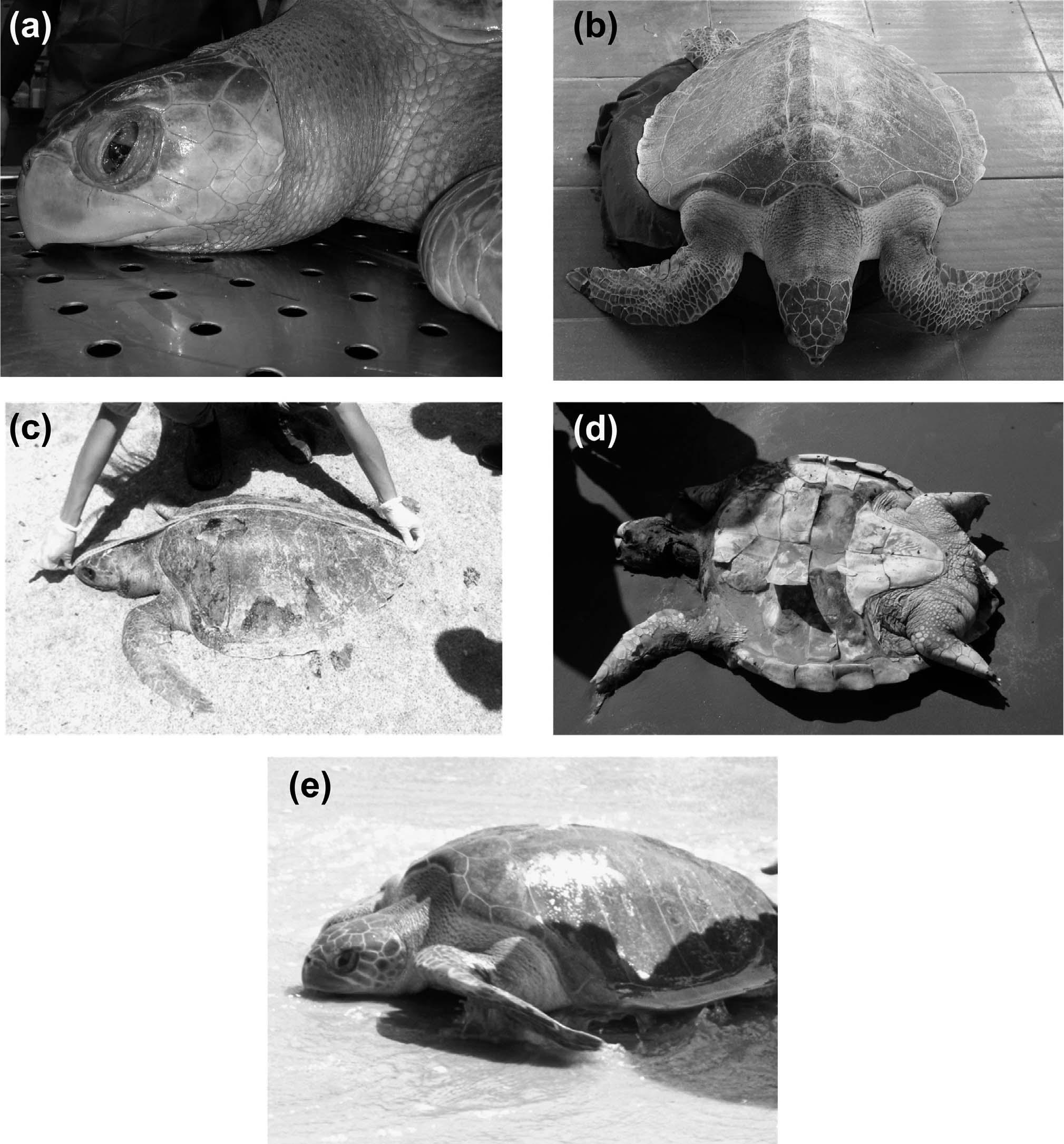 Records of Olive Ridley Marine Turtles (Lepidochelys olivacea ...