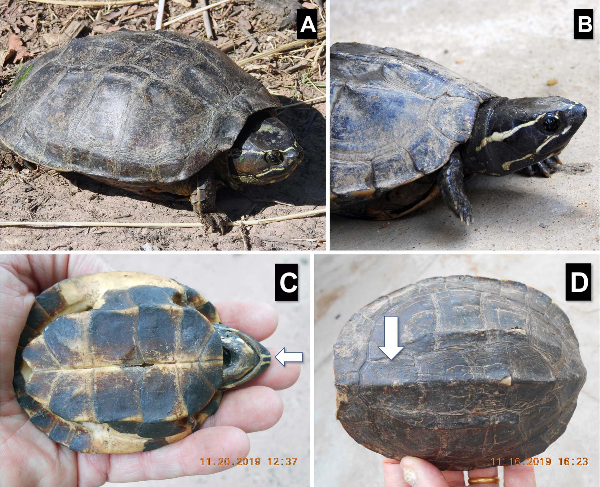 On the Occurrence of the Khorat Snail-Eating Turtle (Malayemys ...