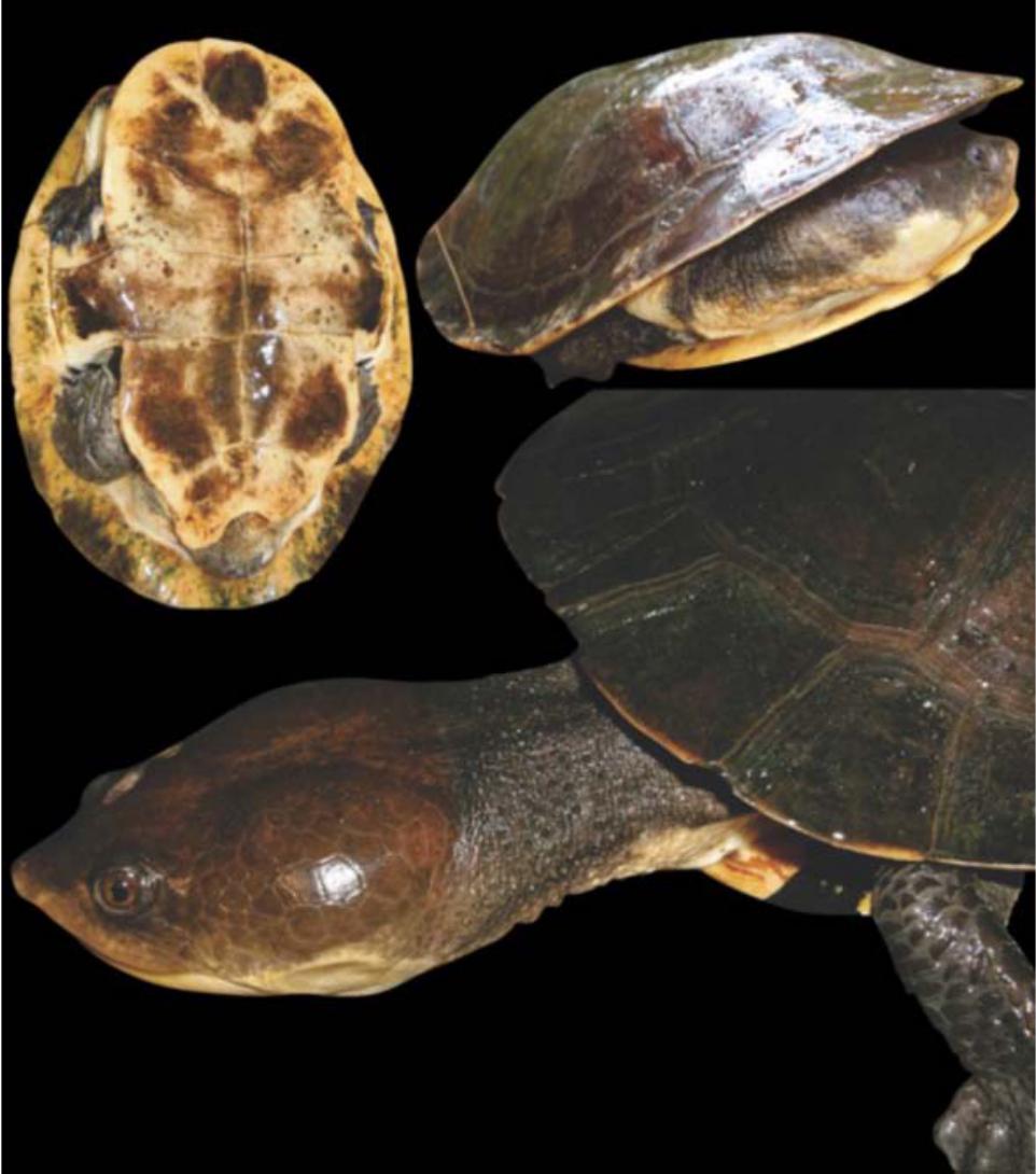 A New South American Freshwater Turtle of the Genus Mesoclemmys from ...